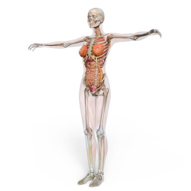 bir lay şekil 3d cg render