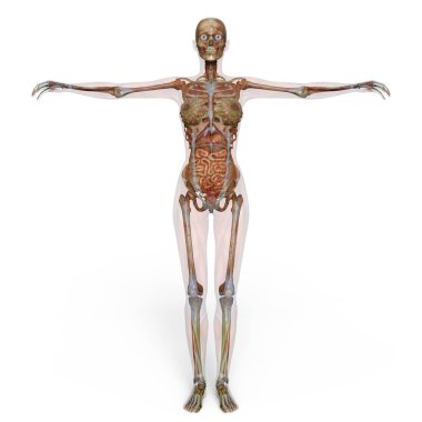 bir lay şekil 3d cg render