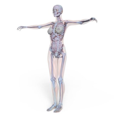 bir lay şekil 3d cg render