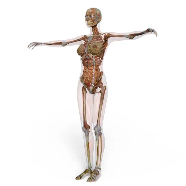 3D cg Darstellung einer weiblichen Laienfigur — Stockfoto
