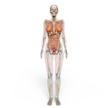 bir lay şekil 3d cg render