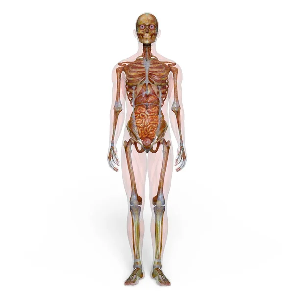 3D-cg rendering van een mannelijke lay-figuur — Stockfoto