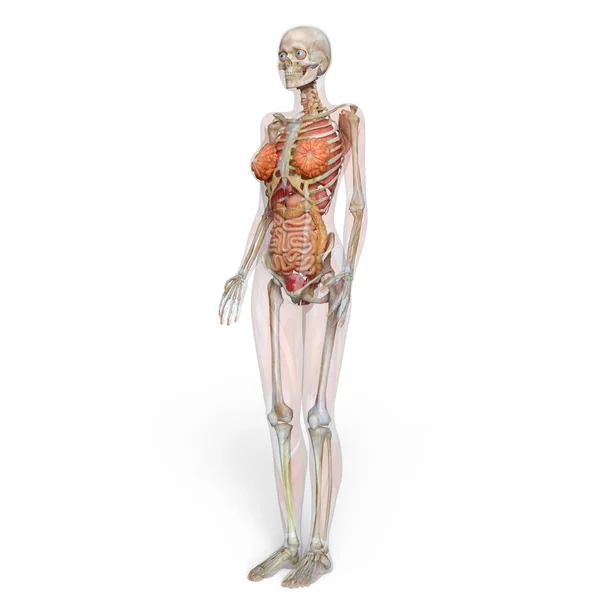 3D cg-rendering av en kvinnlig lay figur — Stockfoto