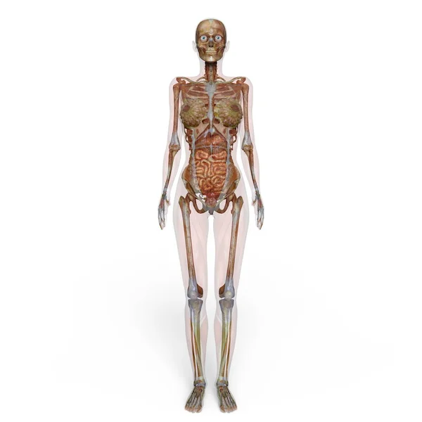 3D CG rendering of a female lay figure — Stock Photo, Image