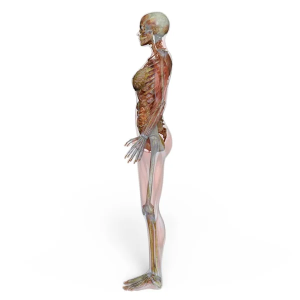 3D CG rendering of a female lay figure — Stock Photo, Image