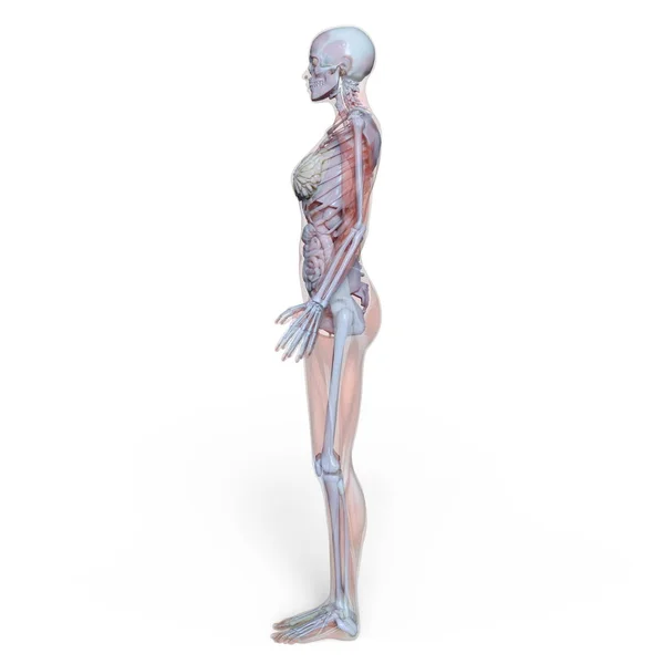 3D CG rendering of a female lay figure — Stock Photo, Image