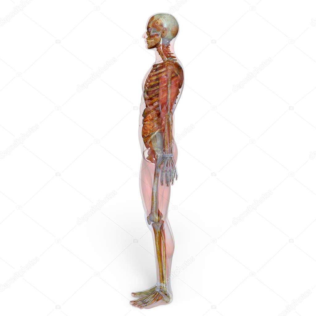 3D CG rendering of a male lay figure