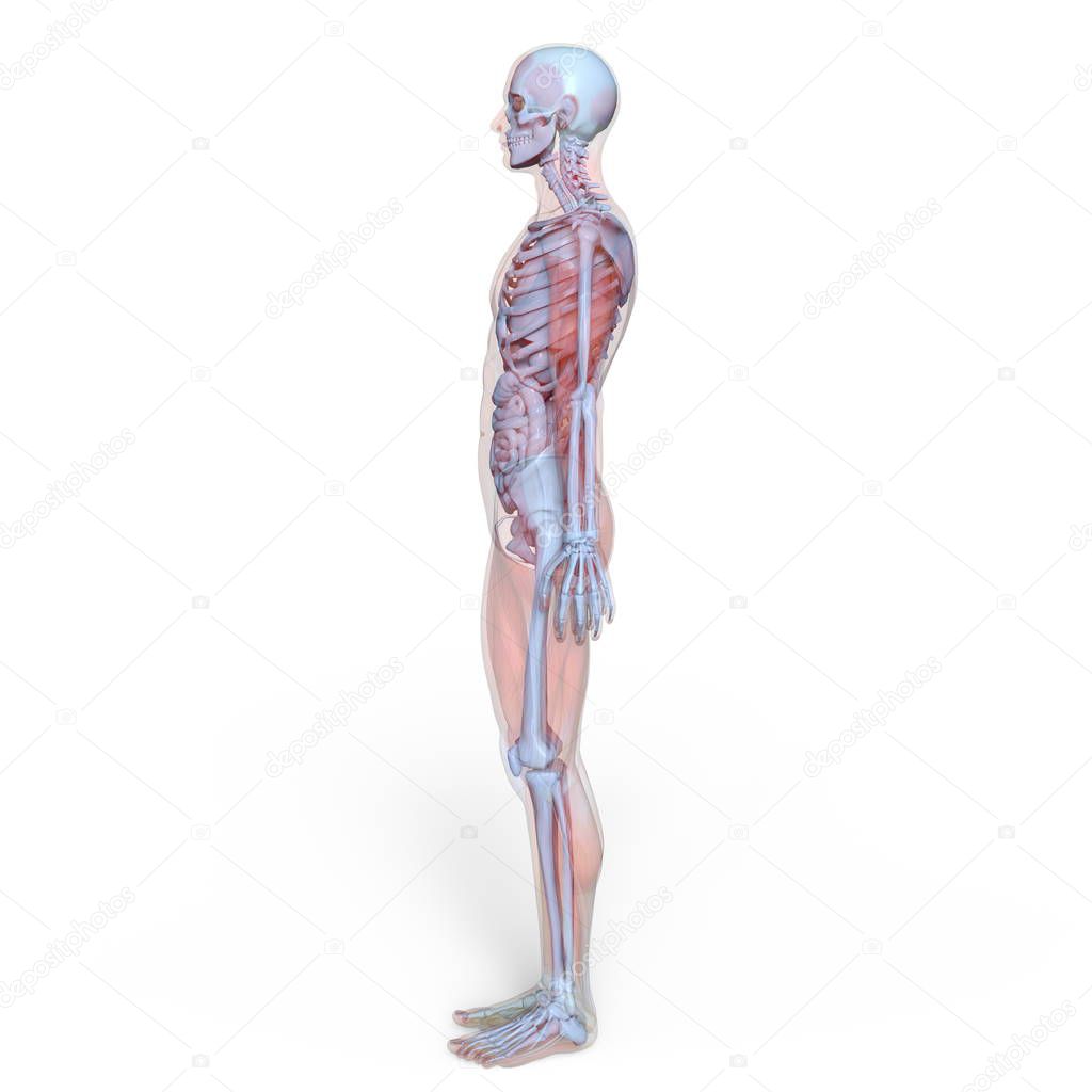 3D CG rendering of a male lay figure