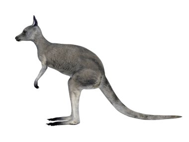Bir kanguru 3d cg render