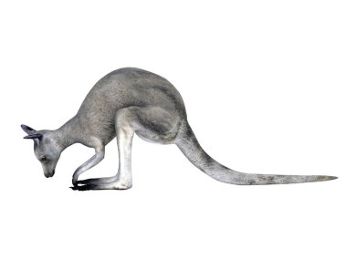 Bir kanguru 3d cg render