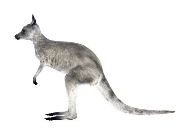 3D-s cg visszaadás-ból egy kengurut — Stock Fotó