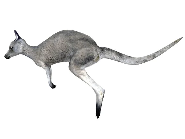 3D CG візуалізація кенгуру — стокове фото