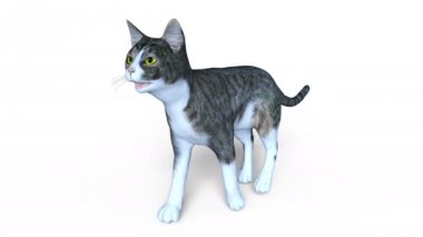 3d cg işleme yürüyen bir kedi