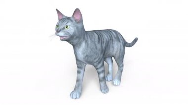 3d cg işleme yürüyen bir kedi