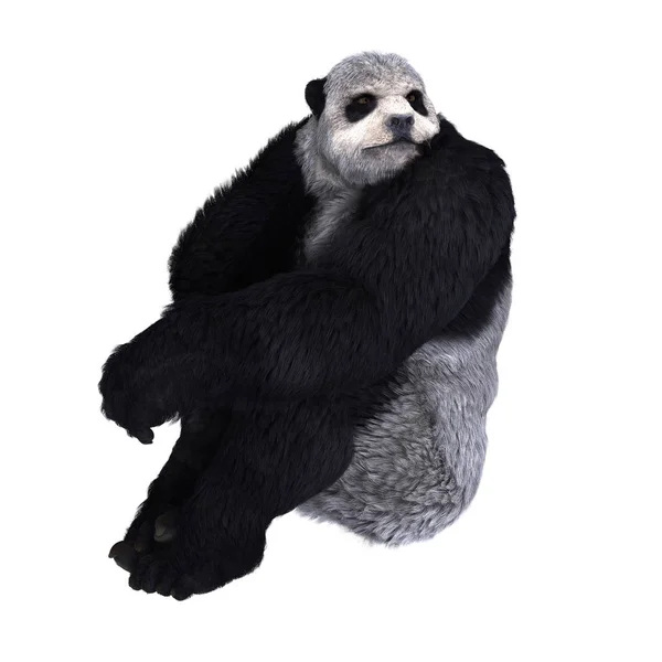 3D CG renderização de um homem panda — Fotografia de Stock