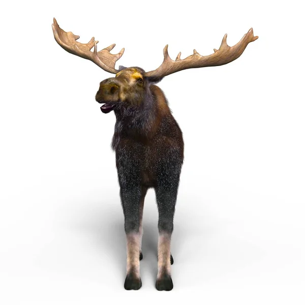 3D-s cg visszaadás-ból egy jávorszarvas — Stock Fotó