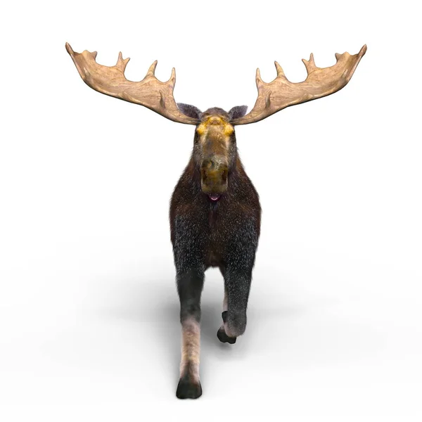 ムースの 3 d cg のレンダリング — ストック写真