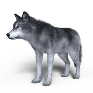 3d cg işleme bir kurt