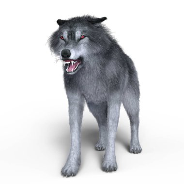 3d cg işleme bir kurt