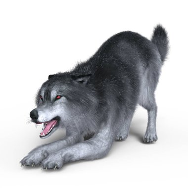 3d cg işleme bir kurt