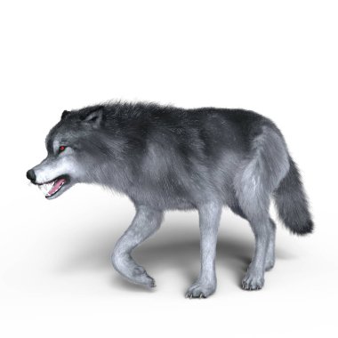 3d cg işleme bir kurt