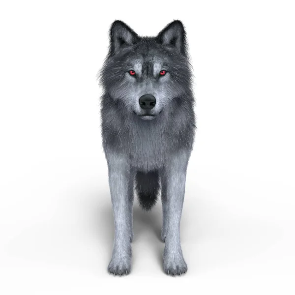 3d cg 渲染的一只狼 — 图库照片