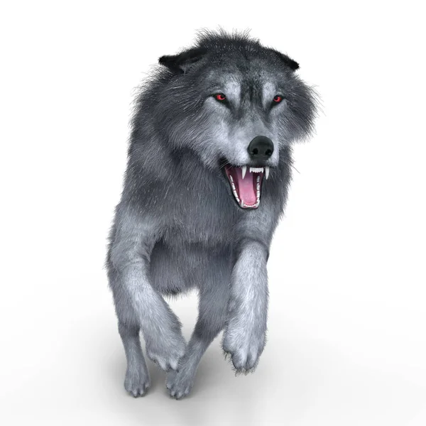 3D CG renderização de um lobo — Fotografia de Stock