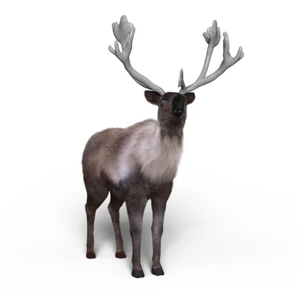 3D CG-рендеринг оленя — стоковое фото