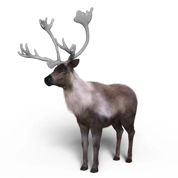 Rendering 3D CG di una renna — Foto Stock