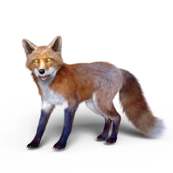 3D CG representación de un zorro —  Fotos de Stock