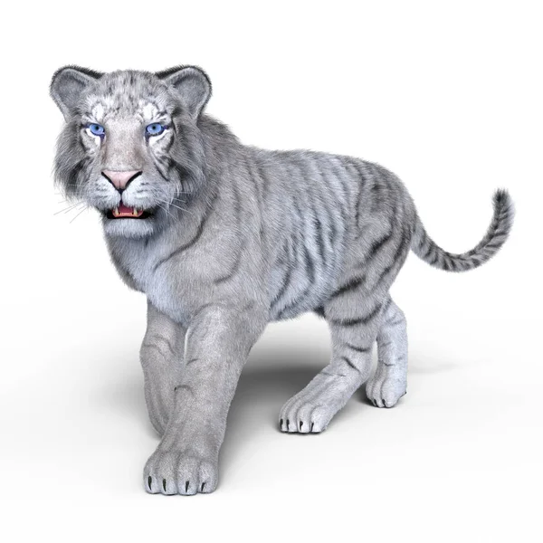 3D-s cg rendering.of egy fehér tigris — Stock Fotó