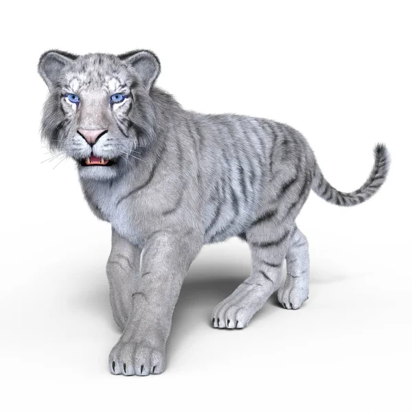 3D CG rendering.of un tigre blanco — Foto de Stock