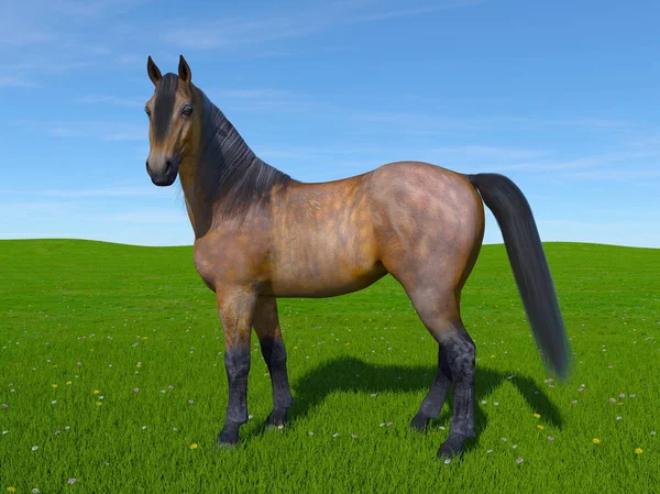 3D CG rendering of a horse — Stock Photo, Image