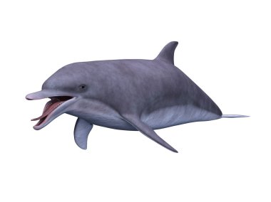 bir yunusun 3d cg işleme