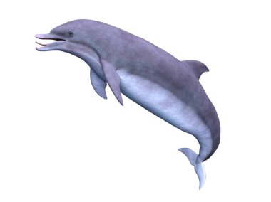 bir yunusun 3d cg işleme