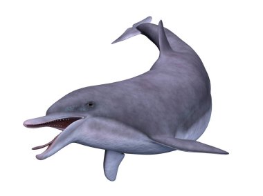 bir yunusun 3d cg işleme