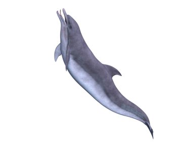 bir yunusun 3d cg işleme