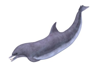 bir yunusun 3d cg işleme