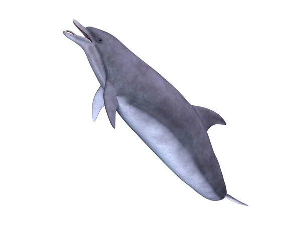 3D rendu 3D d'un dauphin — Photo