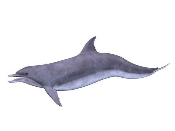 Renderowania 3D cg delfina — Zdjęcie stockowe