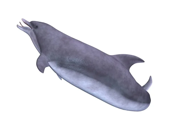 3D CG rendering of a dolphin — Stock Photo, Image