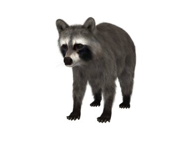 bir rakun 3d cg render