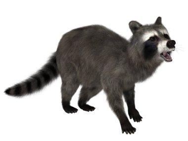 bir rakun 3d cg render