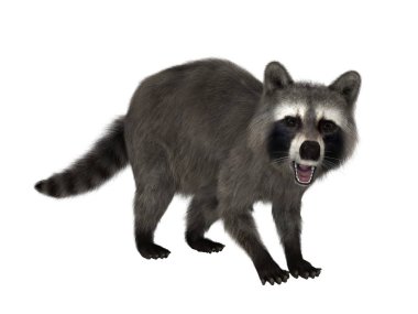 bir rakun 3d cg render