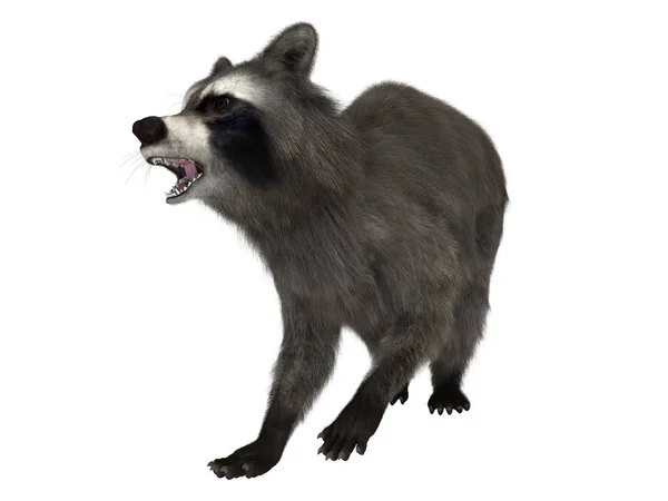3D CG rendering of a raccoon — Stock Photo, Image