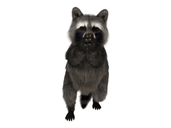 3D CG rendering of a raccoon — Stock Photo, Image