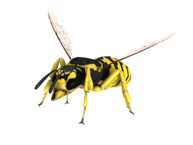 Bir Hornet 3d cg işleme