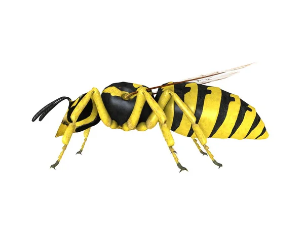 3D CG rendering of a hornet — Stock Photo, Image