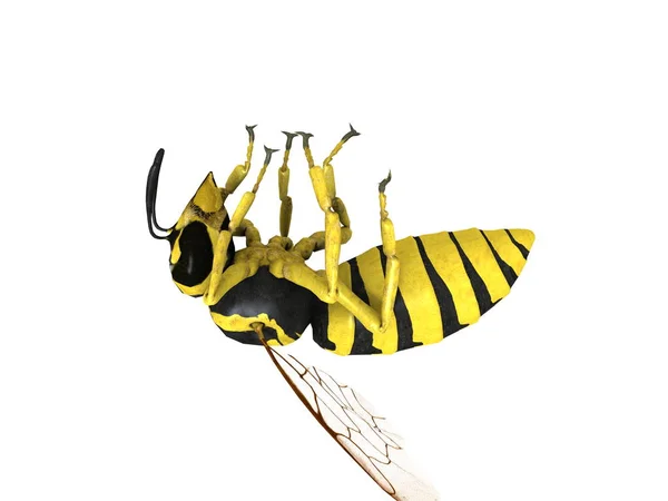 3D cg-rendering av en hornet — Stockfoto