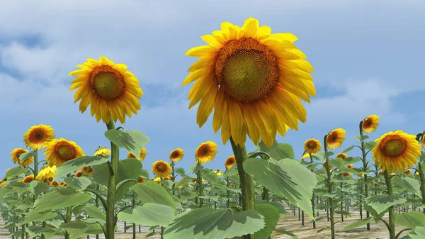 3D CG rendering of sunflower plant — Stock Photo, Image